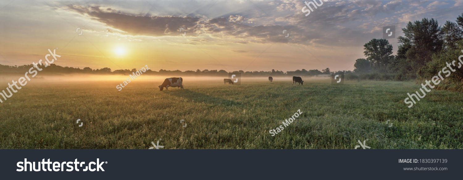 Panorama of grazing cows in a meadow with grass covered with dewdrops and morning fog, and in the background the sunrise in a small haze. #1830397139