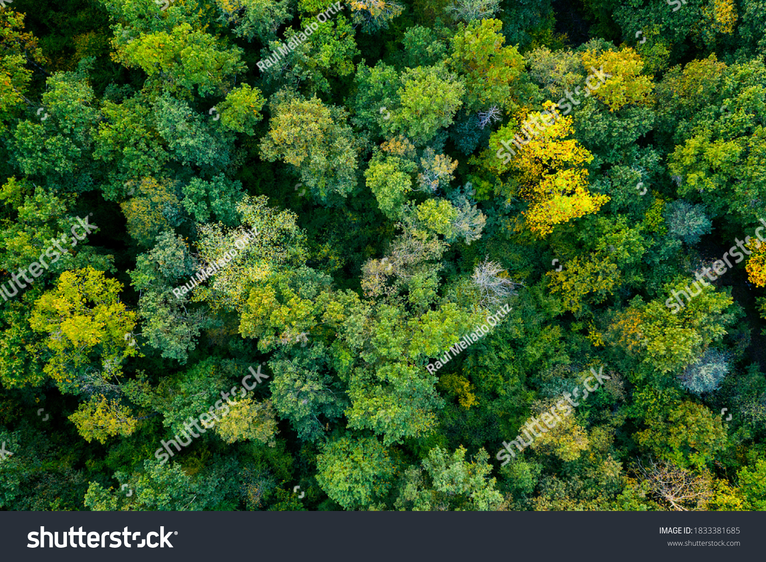 aerial top down view of a green forest, drone view, natural green background #1833381685