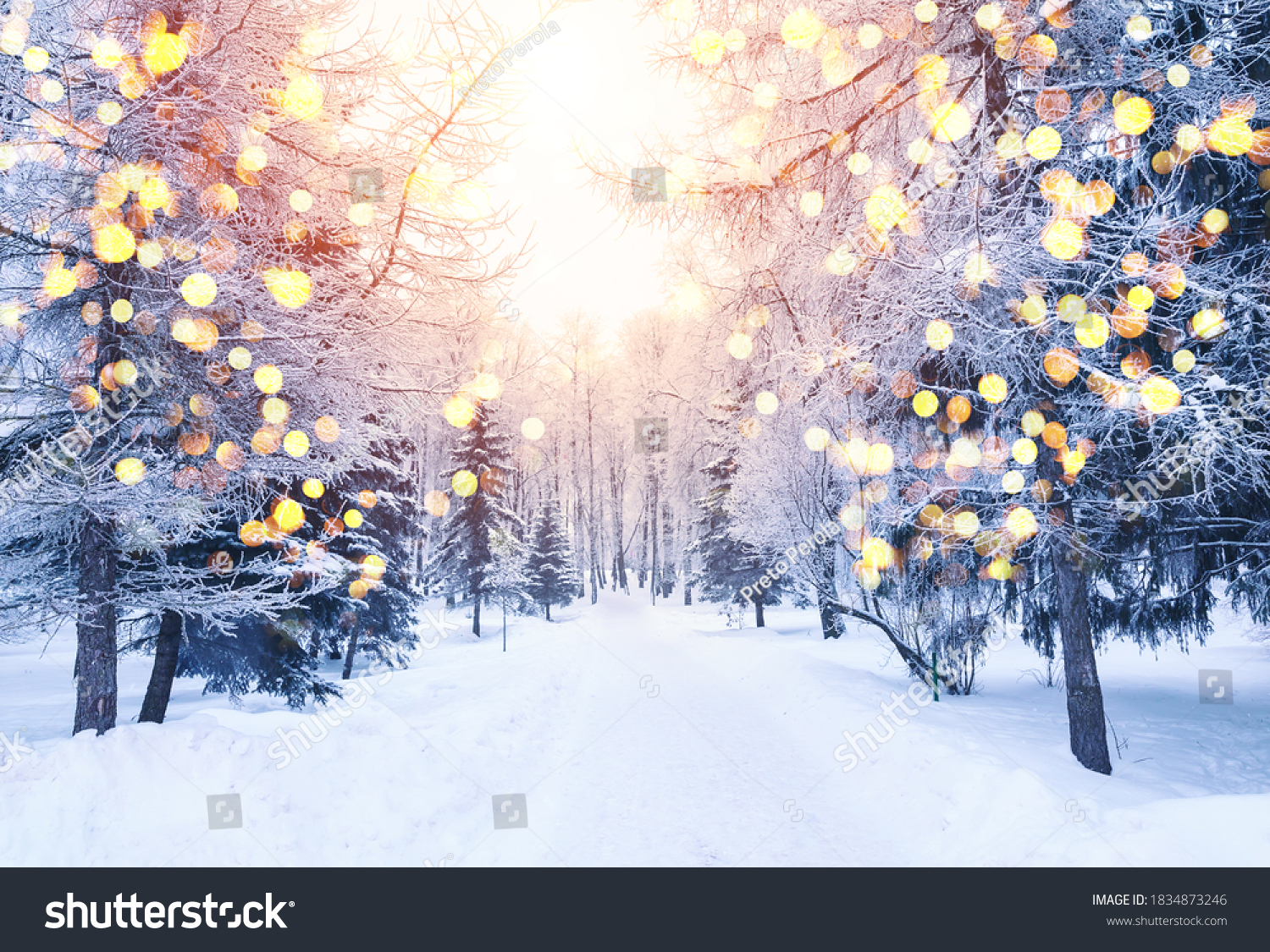 Winter fir tree christmas scene with sunlight. Fir branches covered with snow. Christmas winter blurred background with garland lights, holiday festive background.  #1834873246
