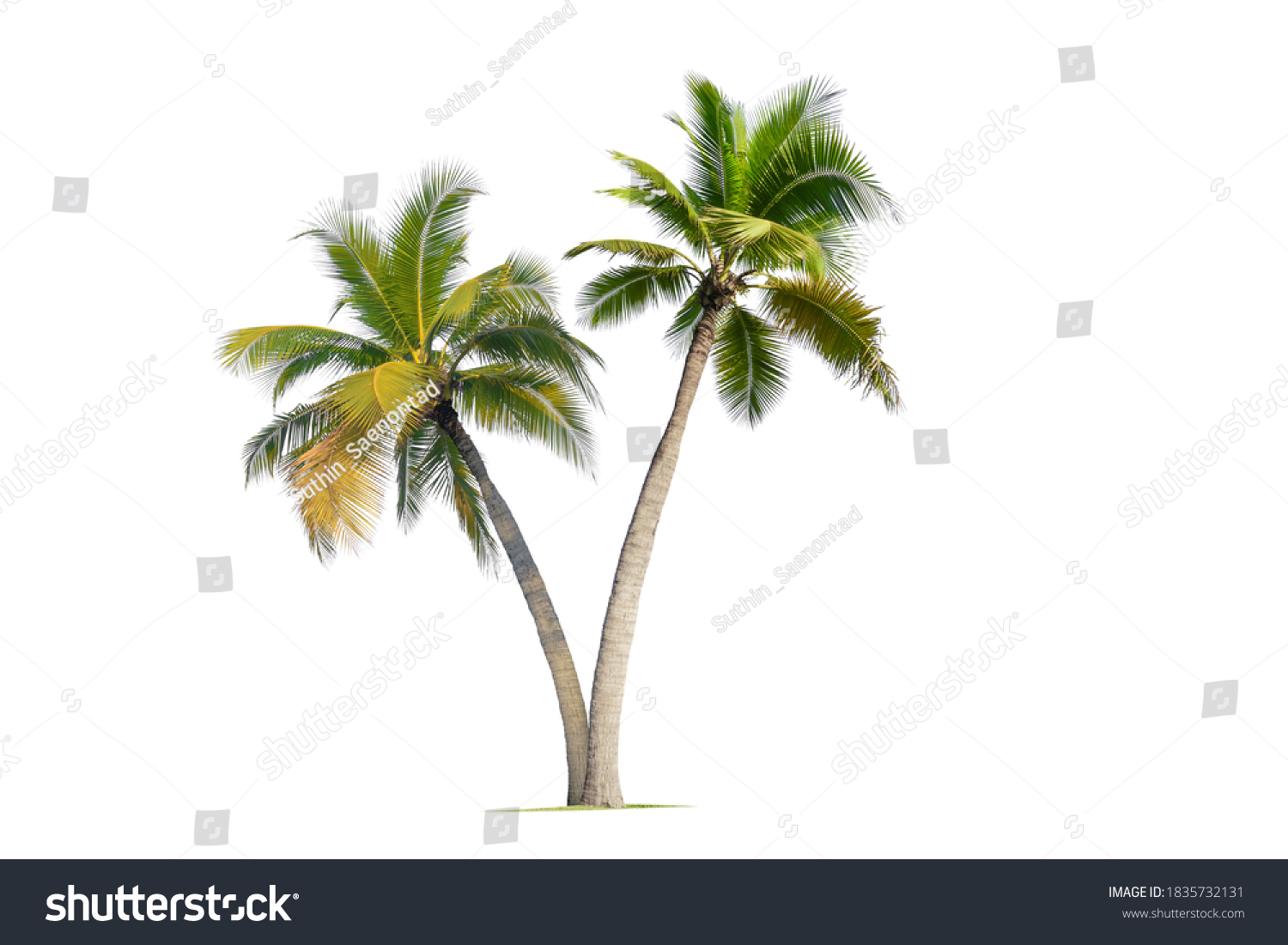 Coconut palm tree isolated on white background. #1835732131