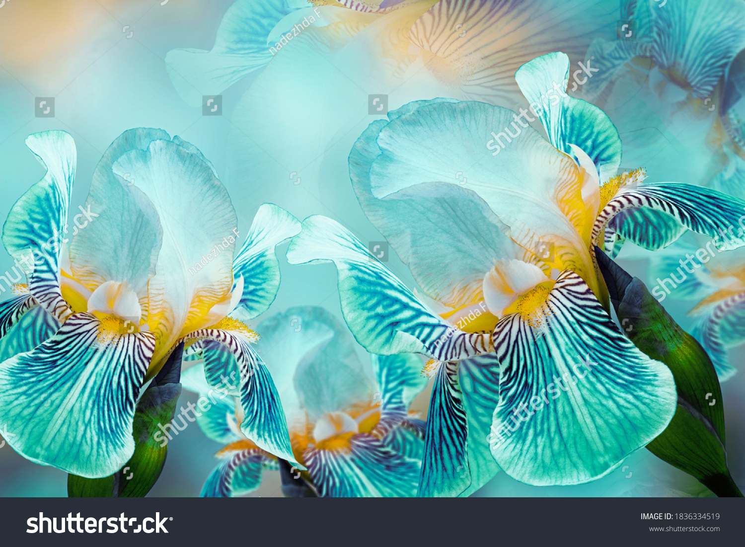 Spring bouquet of turquoise irises flowers on a sunny white-turquoise background. Close-up.Greeting card. Nature. #1836334519