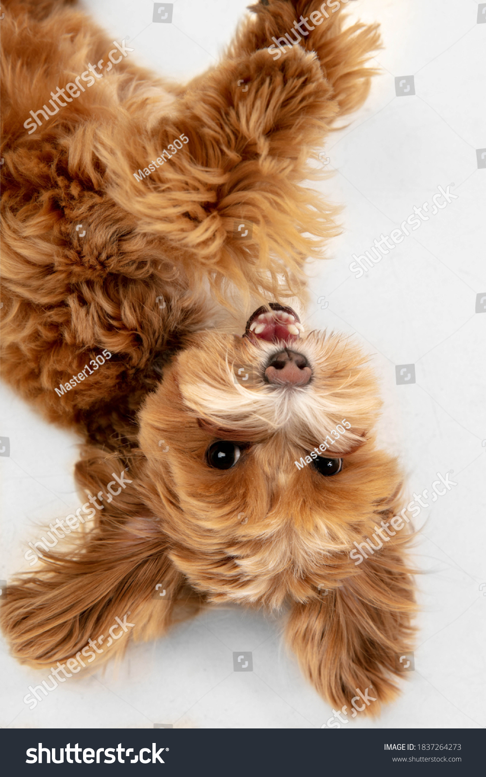 Happy in motion. Maltipu little dog is posing. Cute playful braun doggy or pet playing on white studio background. Concept of motion, action, movement, pets love. Looks happy, delighted, funny. #1837264273