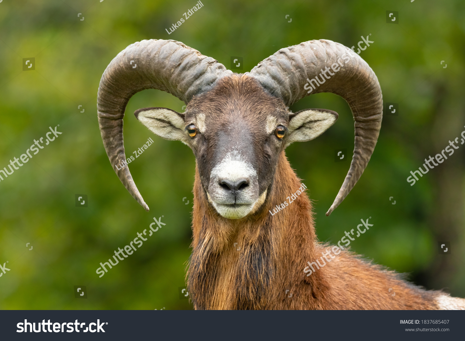 European mouflon (Ovis aries musimon) standing in the grass in the forest. Beautiful brown furry mouflon with horns in its environment with soft background. Wildlife scene from nature. Czech Republic #1837685407