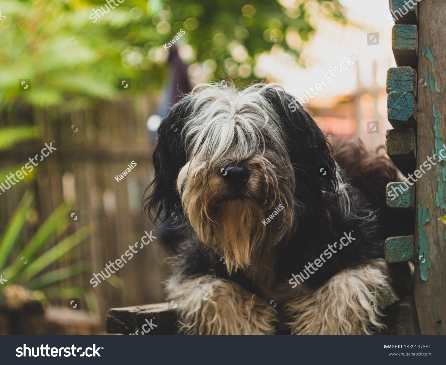 Polish Lowland Sheepdog sitting on wooden bench and showing pink tongue. Selective focus on a nose. Portrait of cute big black and white fluffy long wool thick-coated dog. Funny pet animals background #1839137881