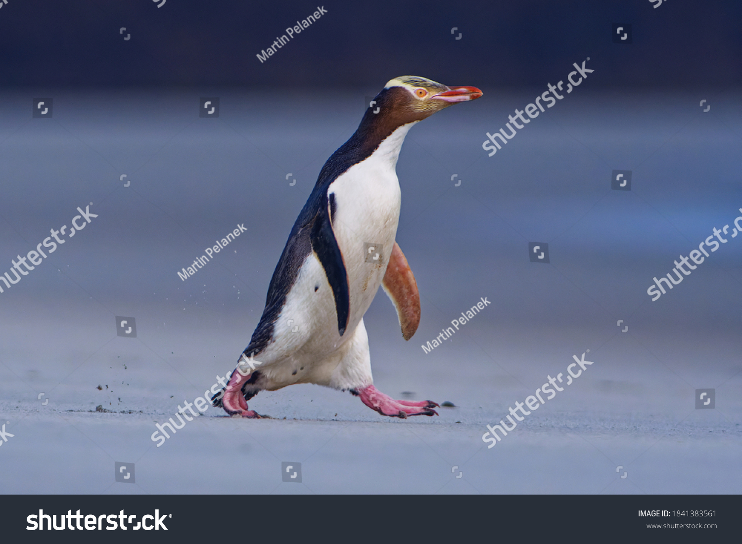 Yellow-eyed penguin - hoiho - Megadyptes antipodes, breeds along the eastern and south-eastern coastlines of the South Island of New Zealand, Stewart Island, Auckland Islands, Campbell Islands. #1841383561
