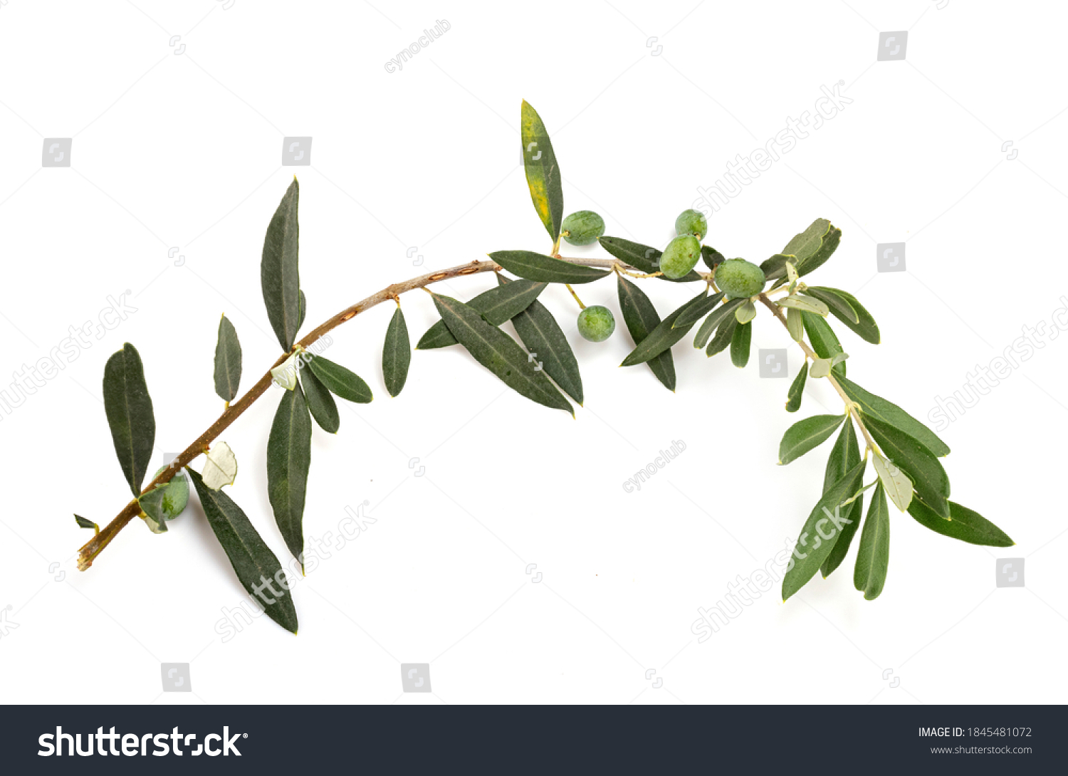 Olea europaea in front of white background #1845481072