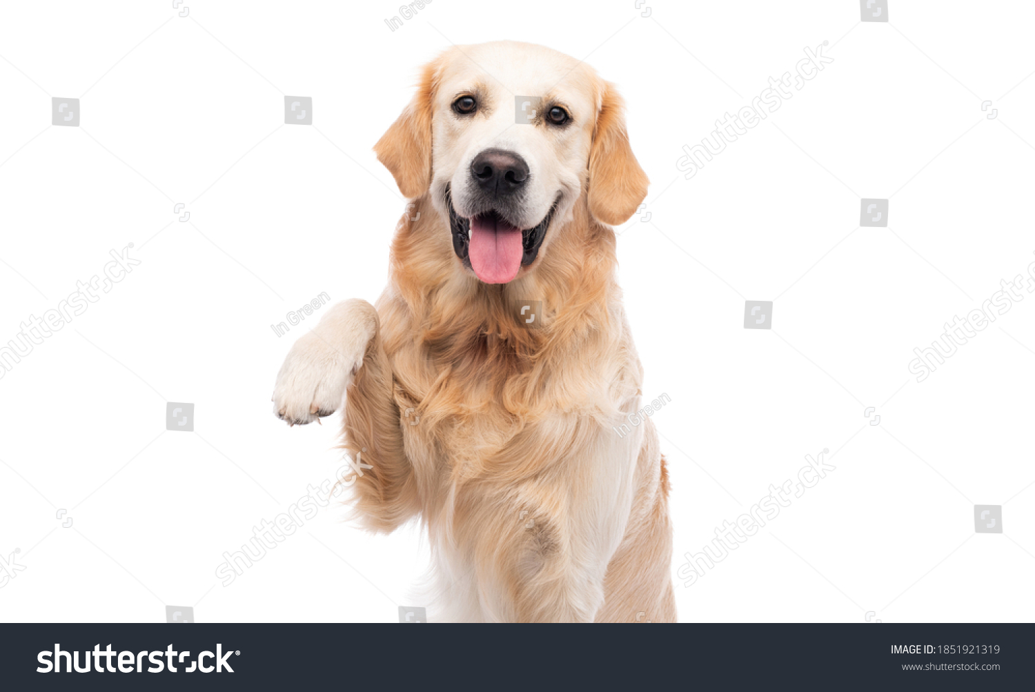 Golden retriever dog with paw up isolated on a white background #1851921319
