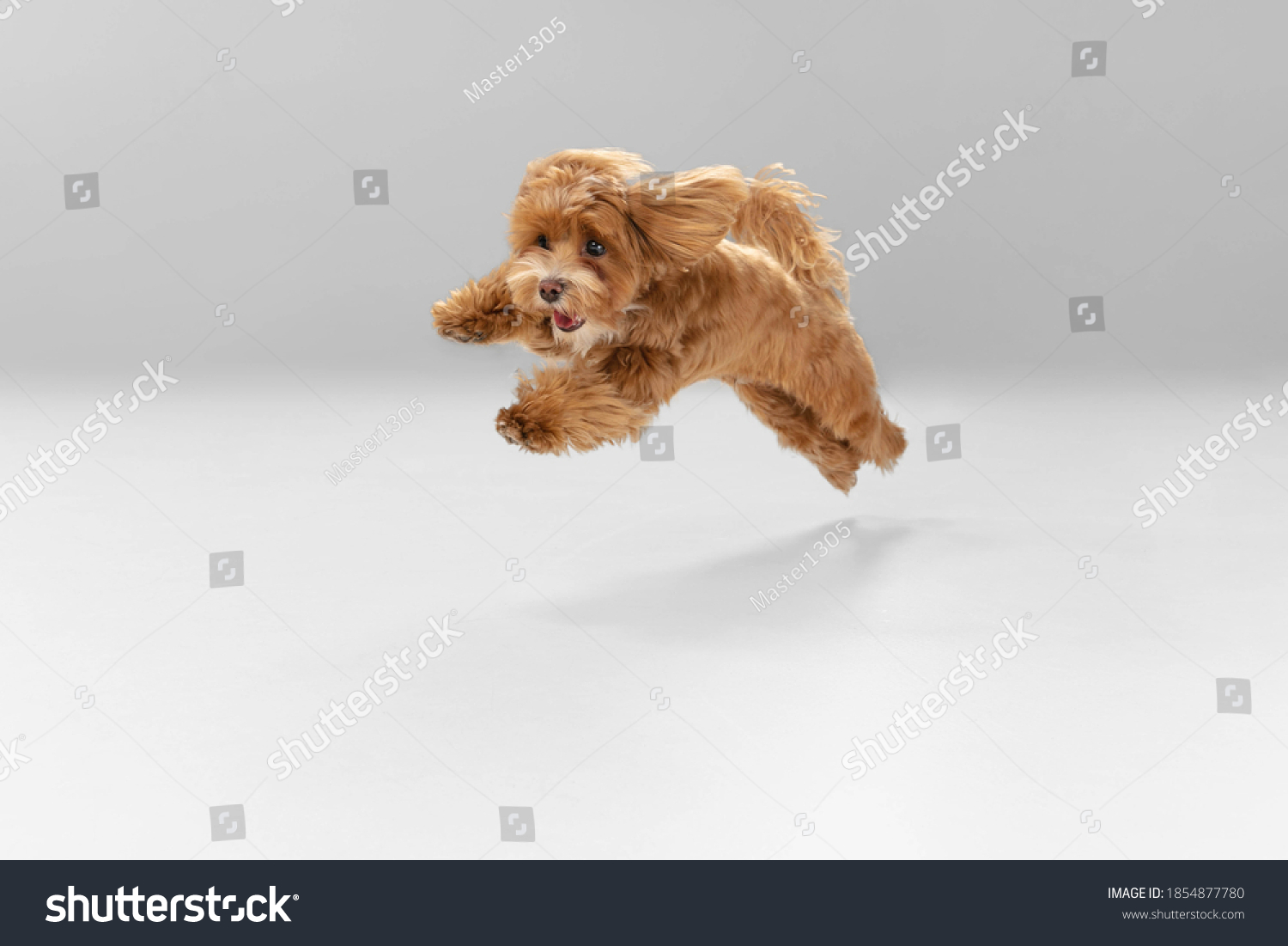 Happiness. Maltipu little dog is posing. Cute playful braun doggy or pet playing on white studio background. Concept of motion, action, movement, pets love. Looks happy, delighted, funny. #1854877780