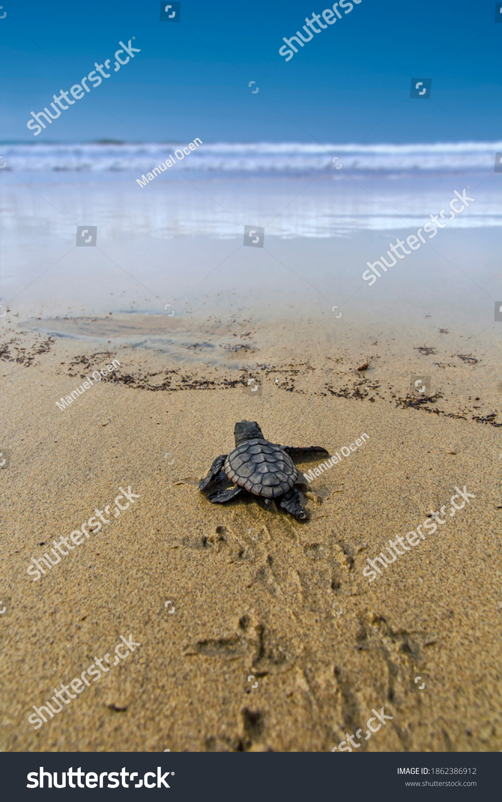 The loggerhead sea turtle after being born on a beach in Boa Vista, Cape Verde, goes to the sea. #1862386912