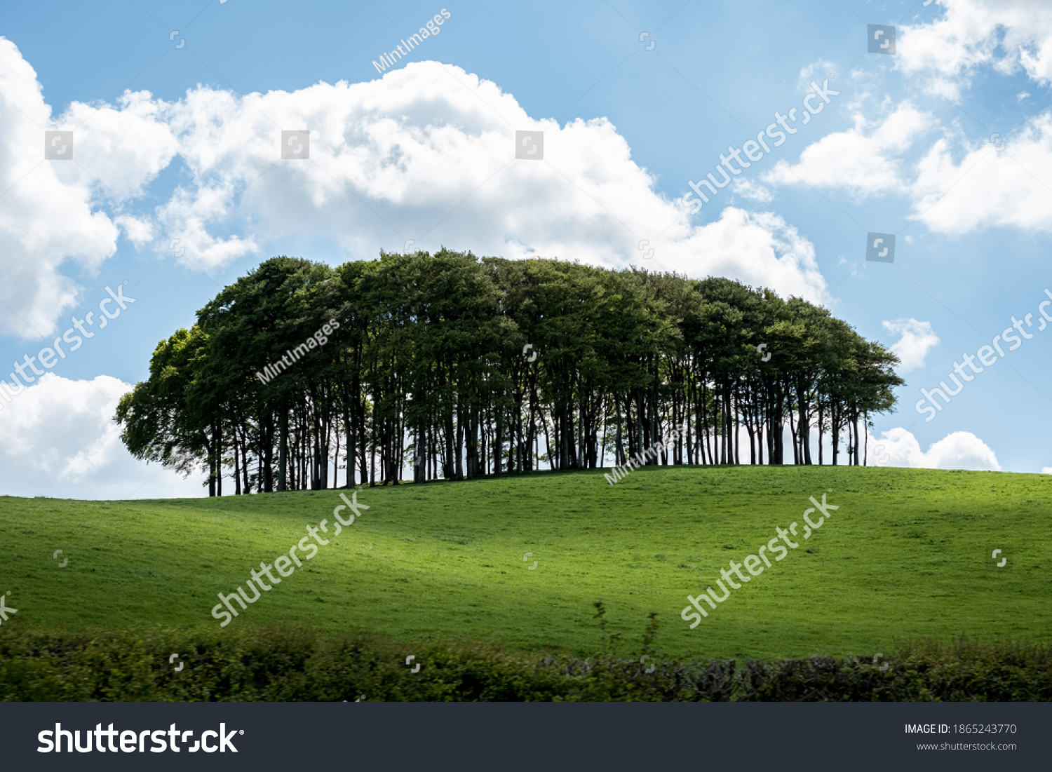 Landscape with Beech Tree copse on a hilly field under a cloudy sky. #1865243770
