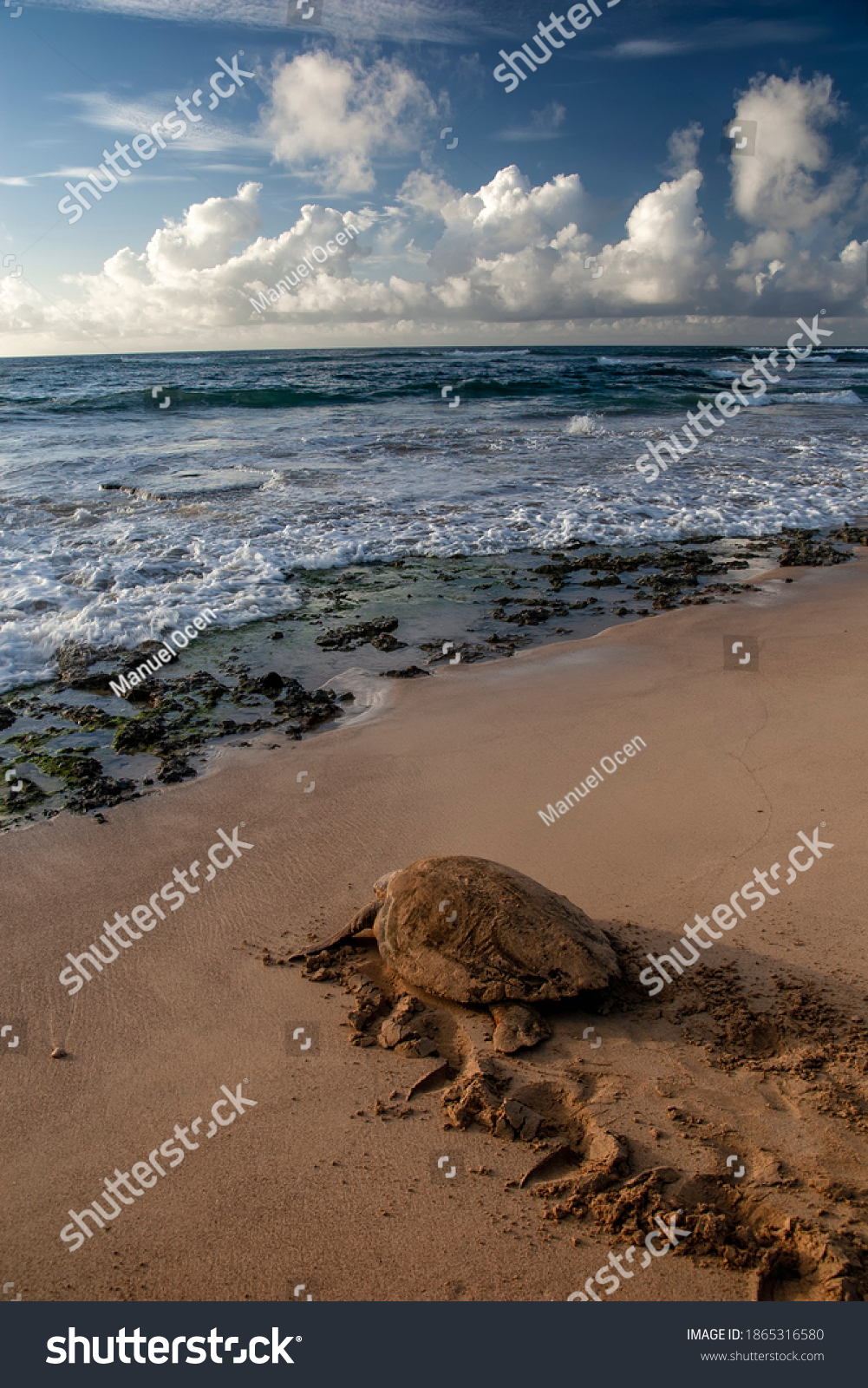 Loggerhead turtle after nesting in Boa Vista, Cape Verde, heads out to sea. #1865316580