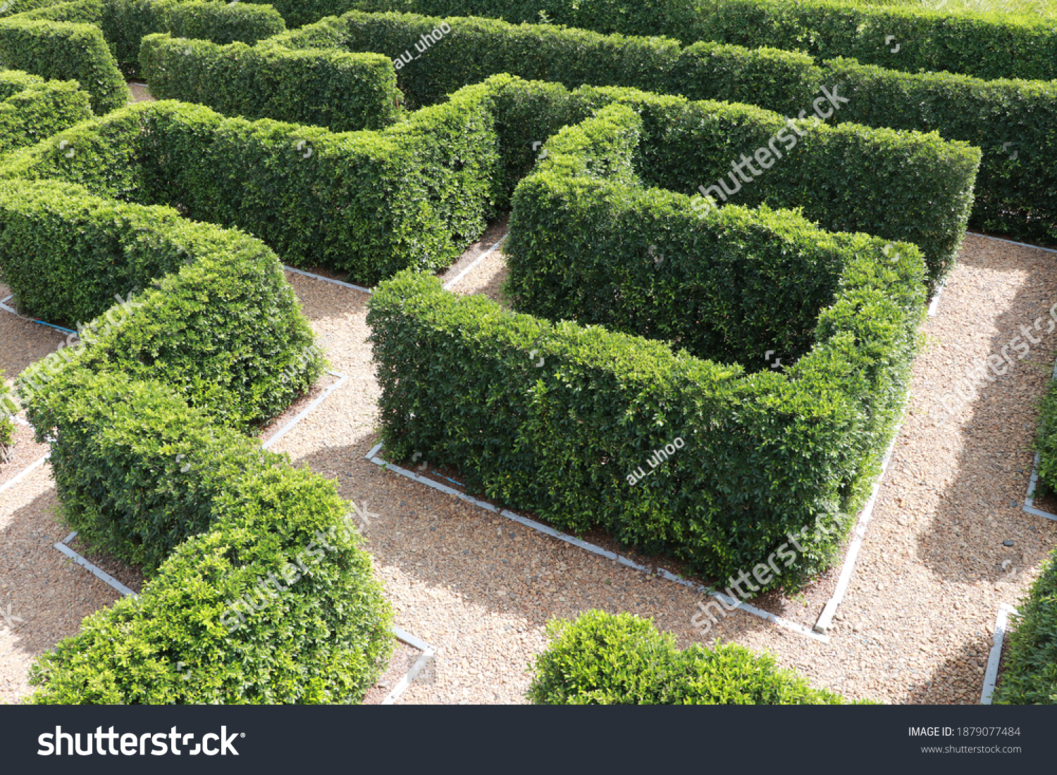 Green plant tree maze wall. Labyrinth maze garden. Build from the tree forming a wall in the park. #1879077484