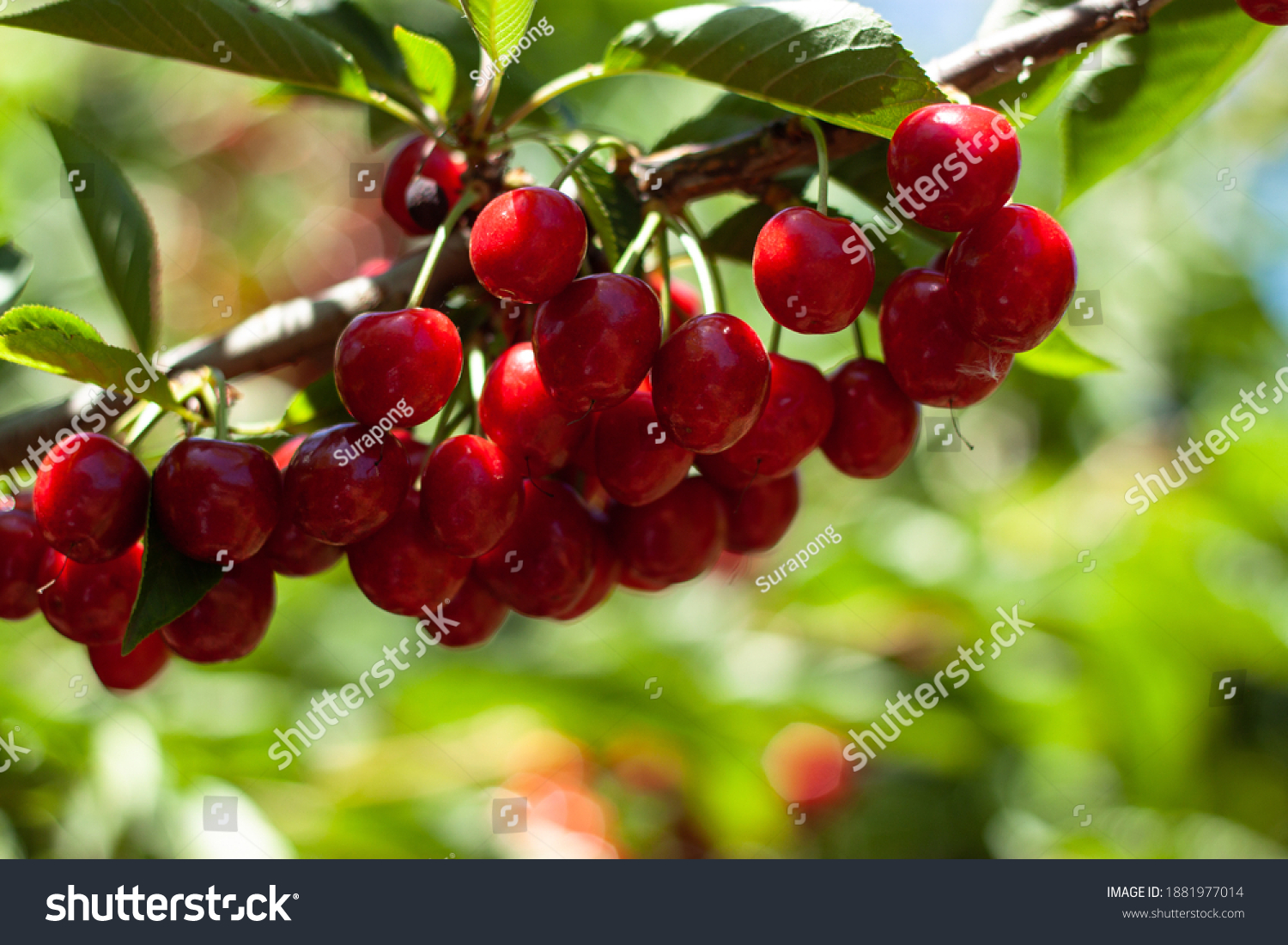 Red ripe cherries hanging from a cherry tree branch with Green bokeh out of focus background from nature forest. #1881977014
