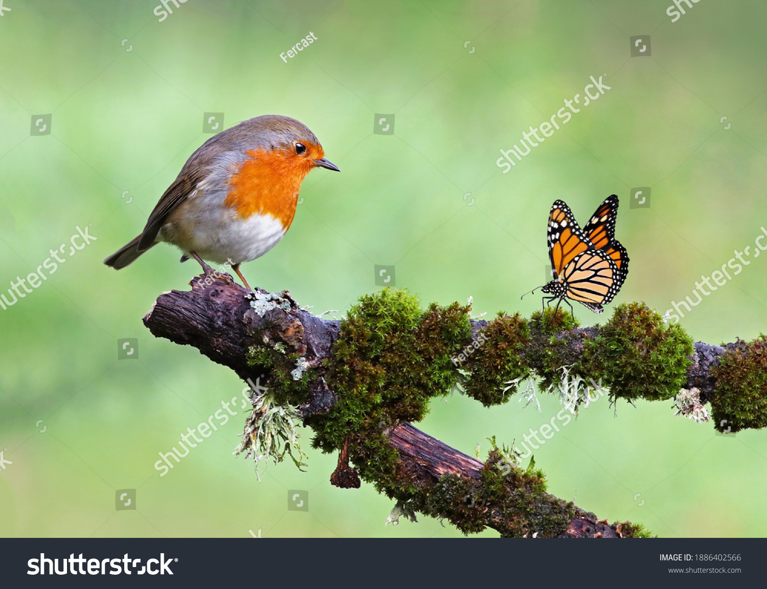 Beautiful background image of a wild robin (Erithacus rubecula) with stunning colors and a monarch butterfly (Danaus plexippus) standing on a branch. Tiny and cute bird looking at a prey butterfly.  #1886402566