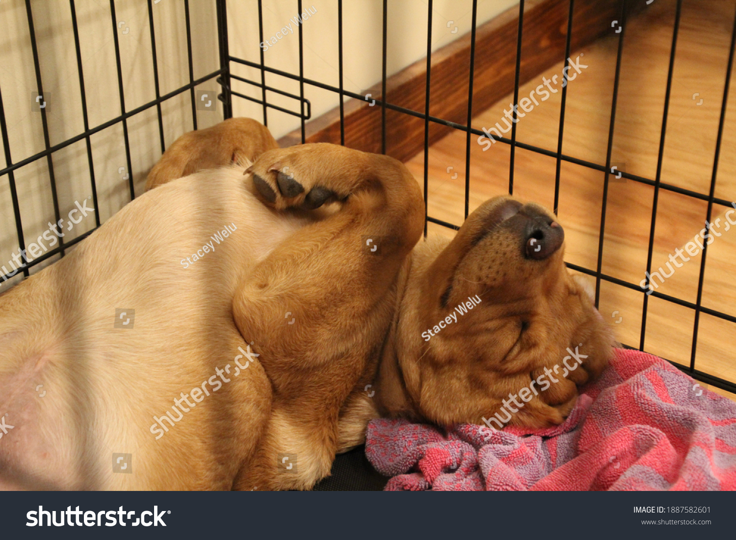 Closeup of happy fox red Labrador retriever puppy inside wire crate sleeping on his back with shallow depth of field #1887582601