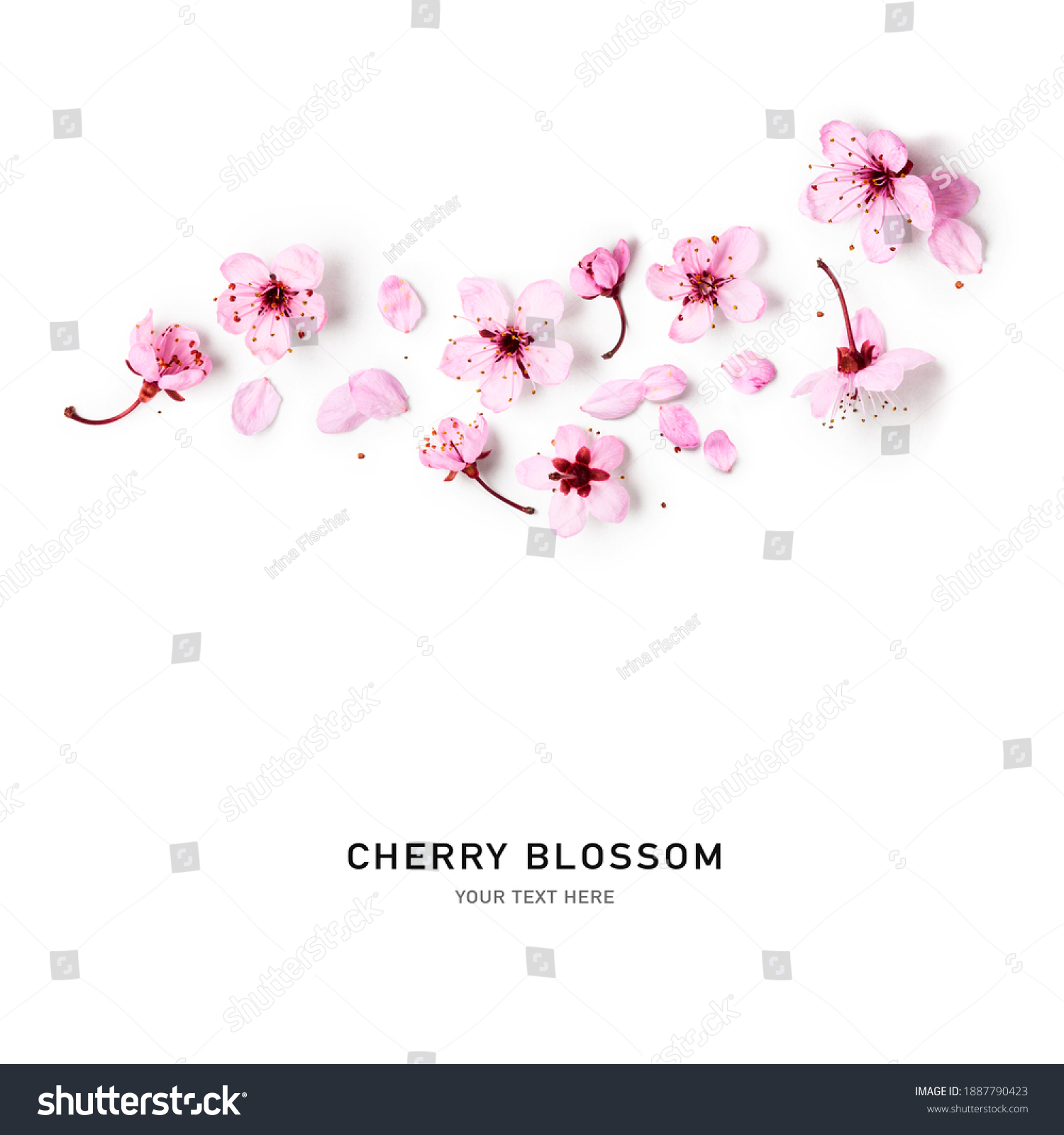 Cherry blossom. Creative composition with sakura spring flowers isolated on white background. Springtime arrangement. Holiday concept. Flat lay, top view, floral design #1887790423