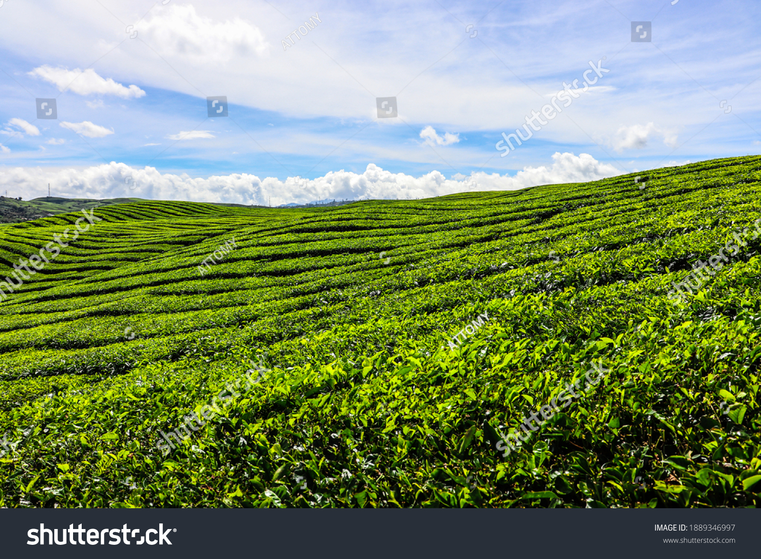Kayu Aro tea plantation is the oldest in Indonesia, also the largest and the second highest in the world, located at the foot of Mount Kerinci. owned by PTPN 6 (PT. Perkebunan Nusantara VI) Kerinci. #1889346997