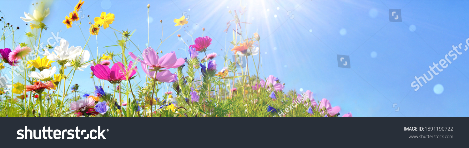 Colorful flower meadow with sunbeams and bokeh lights in summer - nature background banner with copy space - summer greeting card #1891190722