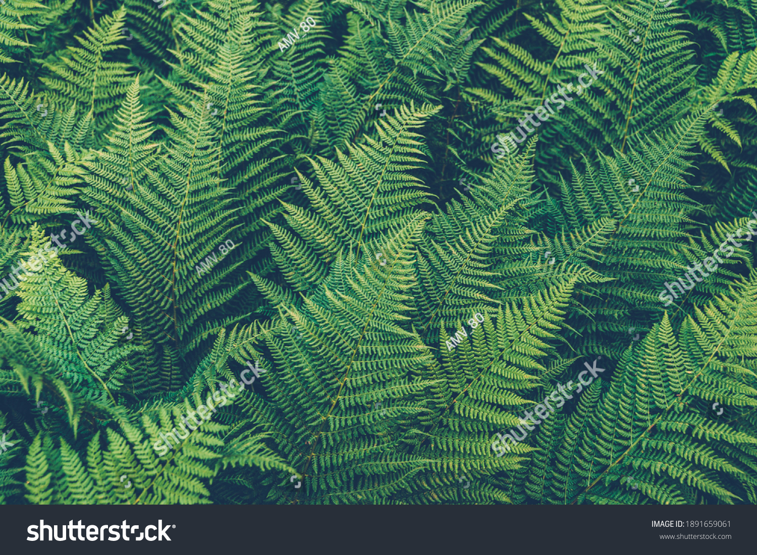 Thickets of fern. Green leaf cover in rainforest. Scenic natural texture of fern leaves. #1891659061