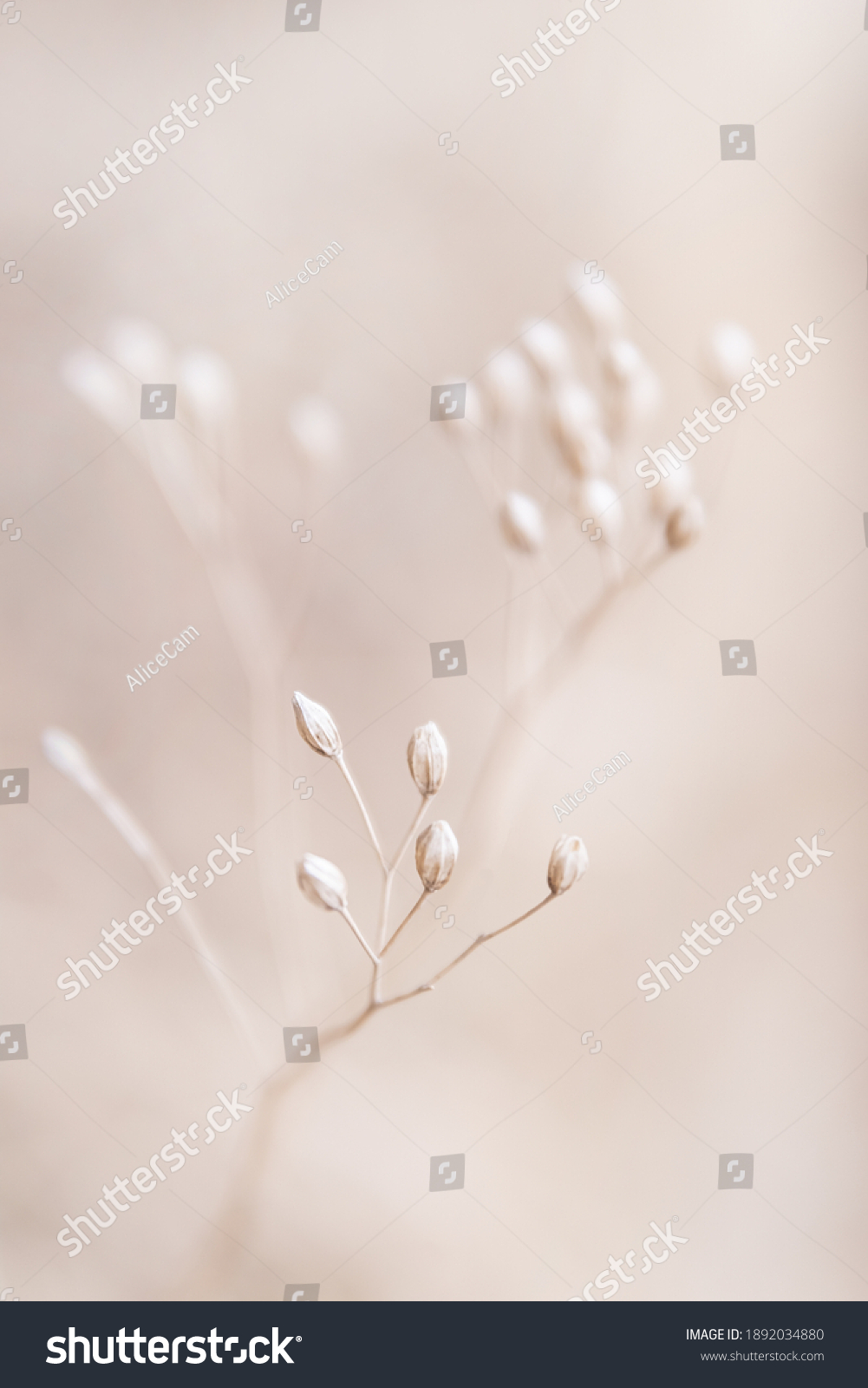 Dry flowers plant floral branch on soft beige pastel background. Blurred selective focus. Pattern with neutral natural colors. #1892034880