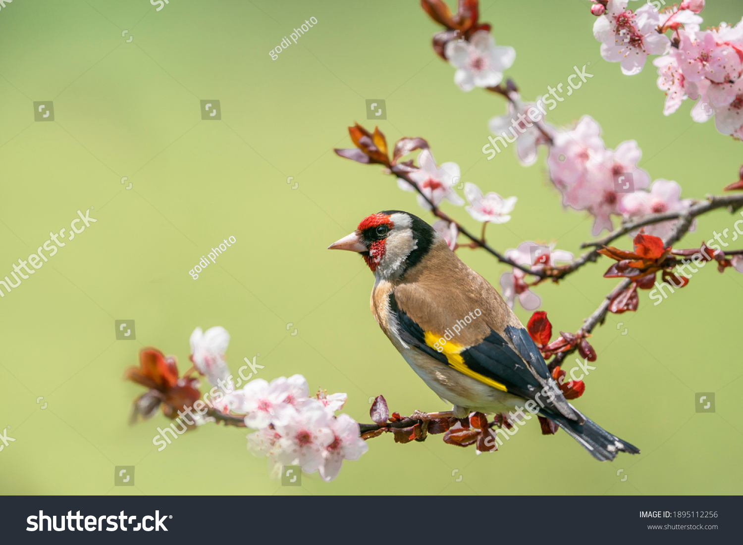 Goldfinch, Carduelis carduelis, single bird on blossom #1895112256