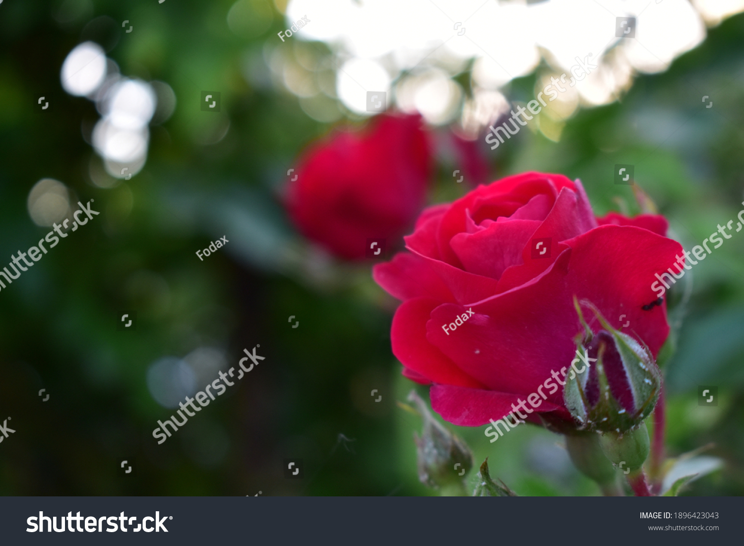 Roses in the garden in the village Kazimirawka, Belarus #1896423043