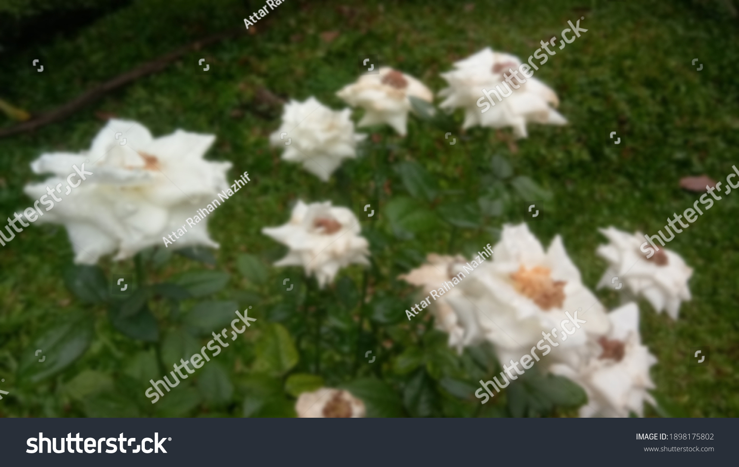 Blurred photo of white roses #1898175802