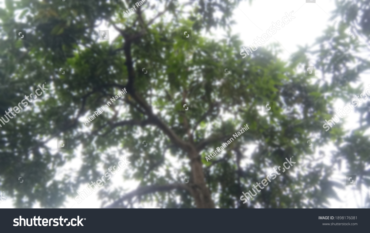Blurred photo of a tree from the bottom view #1898176081