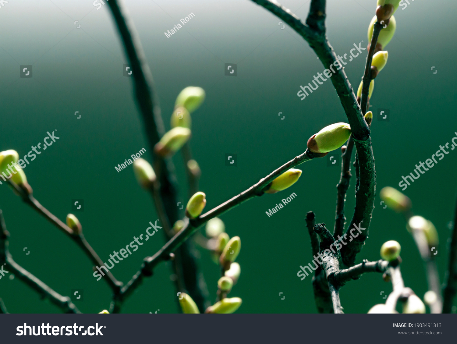 Young Spring green buds on the tree branches. Springtime seasonal macro close up #1903491313