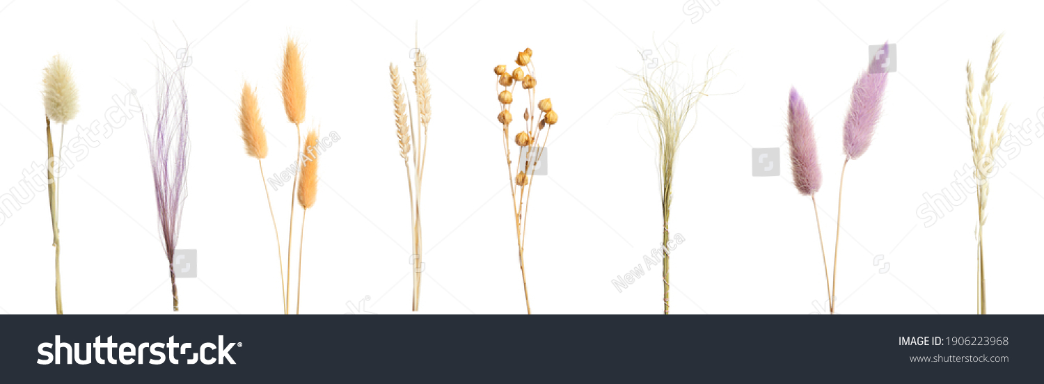 Set with beautiful decorative dry flowers on white background, banner design  #1906223968