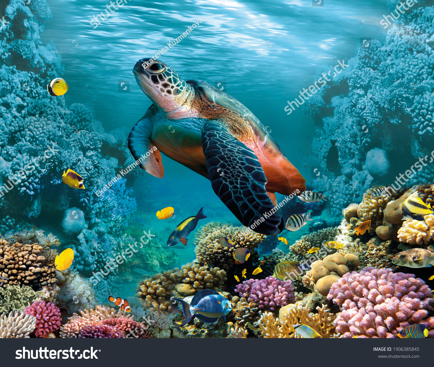 Image for 3d floor. Underwater world. Turtle. corals. #1906385845