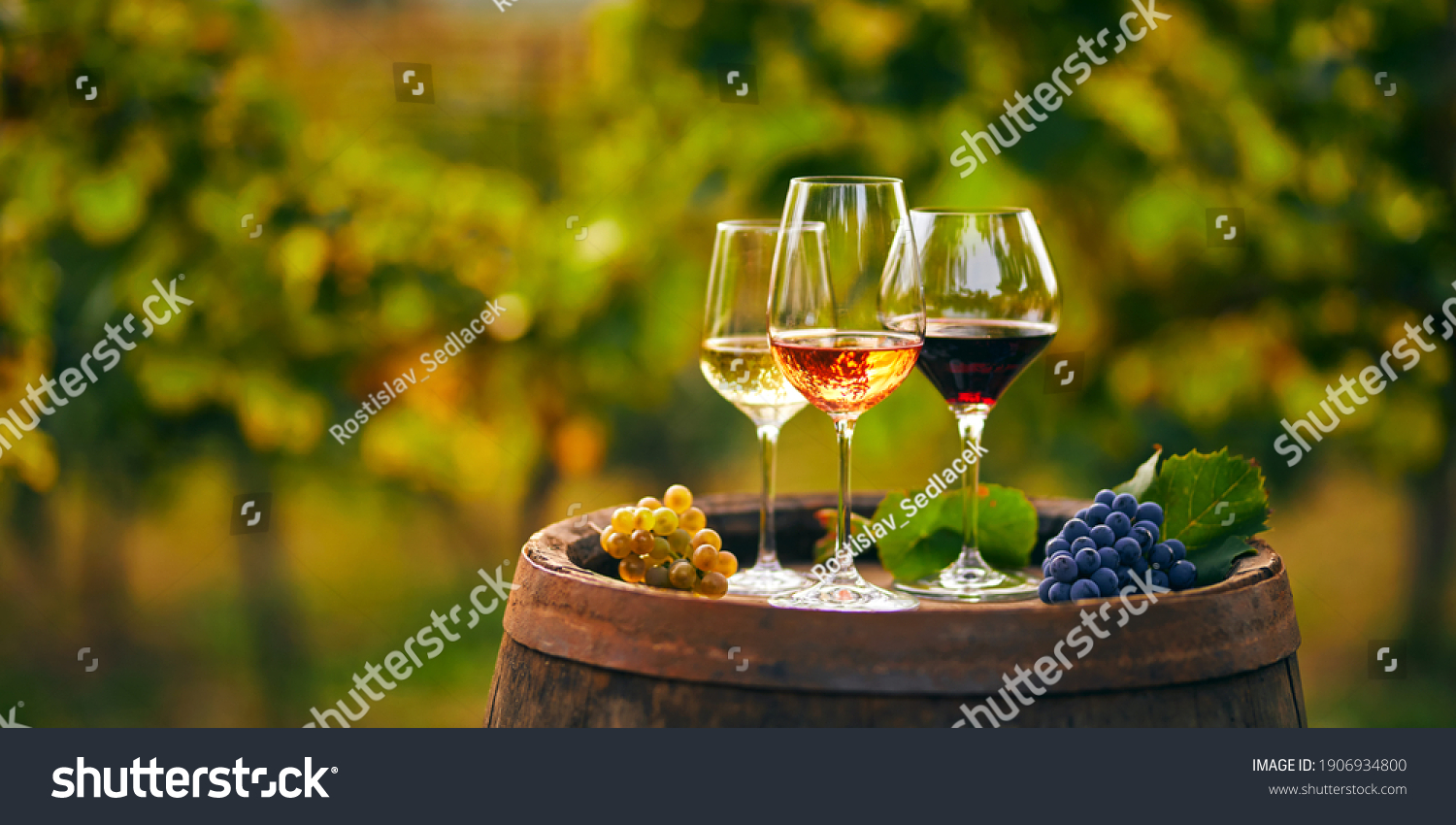Three glasses with white, rose and red wine on a wooden barrel in the vineyard. Wide photo #1906934800