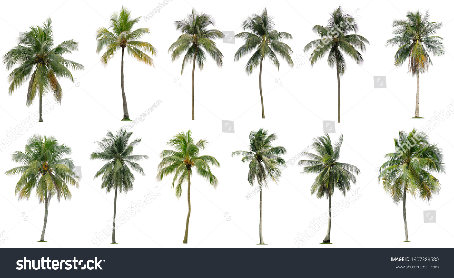 Set of coconut and palm trees isolated on white background, Suitable for use in architectural design, Decoration work, Used with natural articles both on print and website. #1907388580