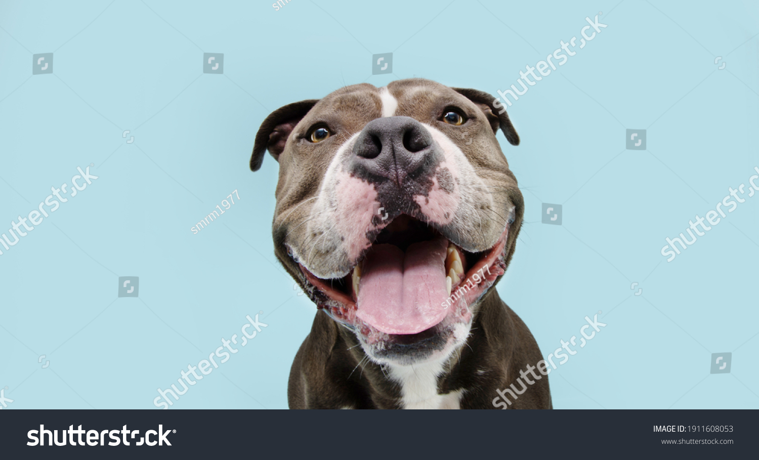 Portrait happy smiling american bully dog. Isolated on blue background. #1911608053