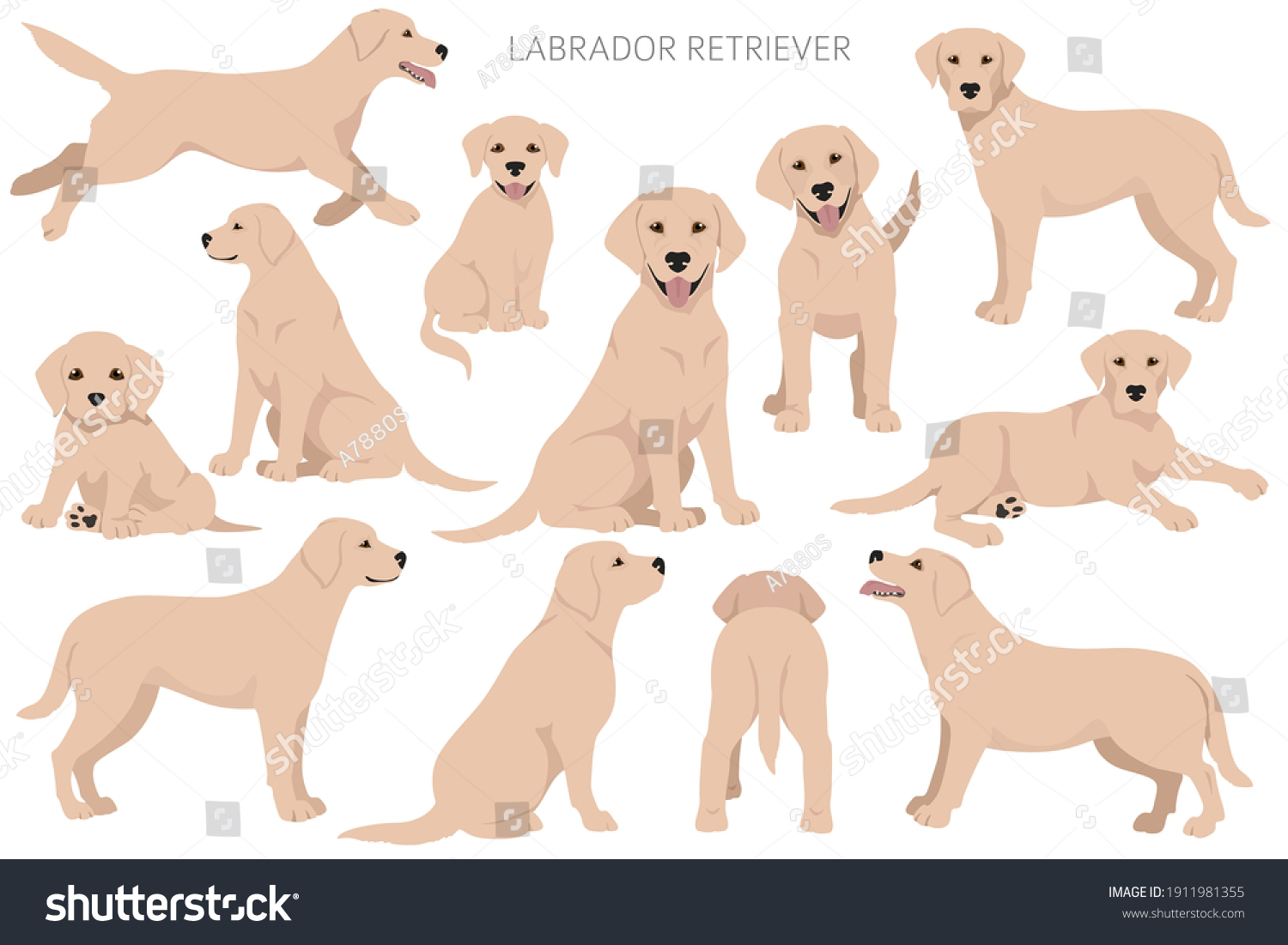Labrador retriever dogs in different poses and coat colors. Adult and puppy dogs.  Vector illustration #1911981355