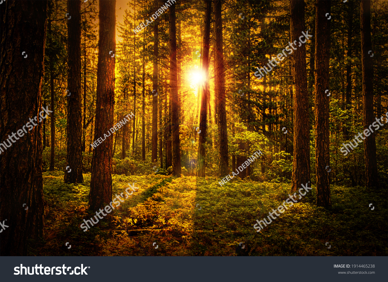 Beautiful Natural Forest Dawn Background #1914465238