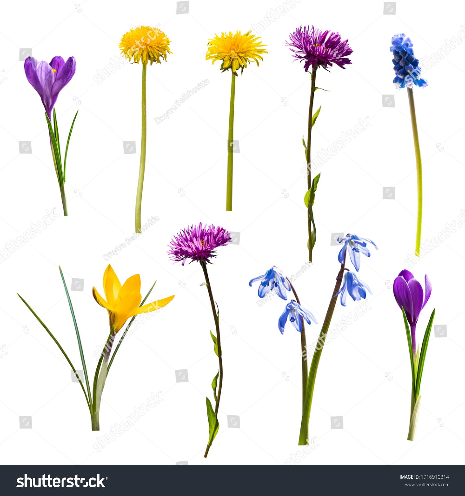 Set of different spring wild flowers isolated on white background #1916910314