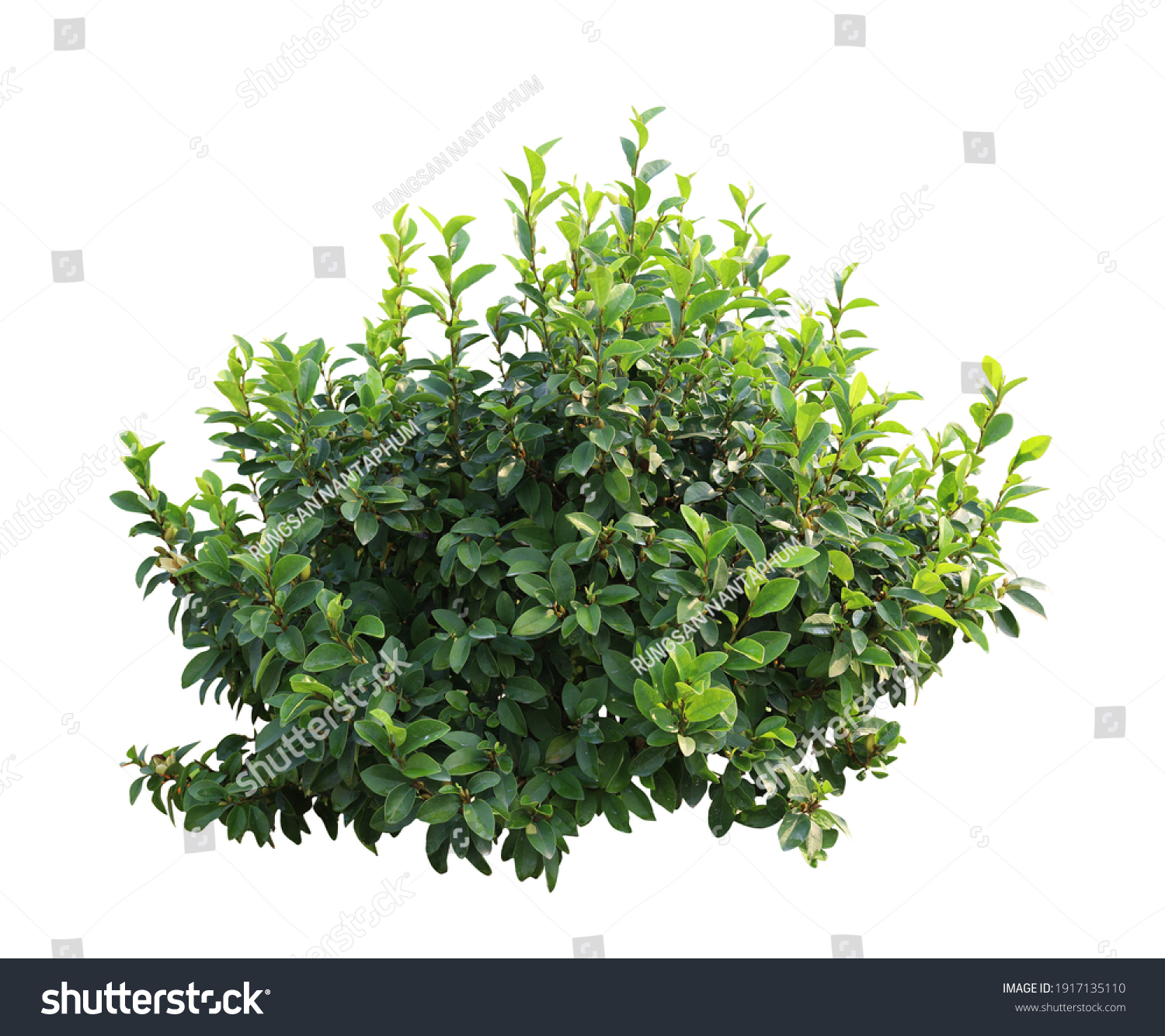Tropical plant flower bush tree isolated on white background with clipping path #1917135110