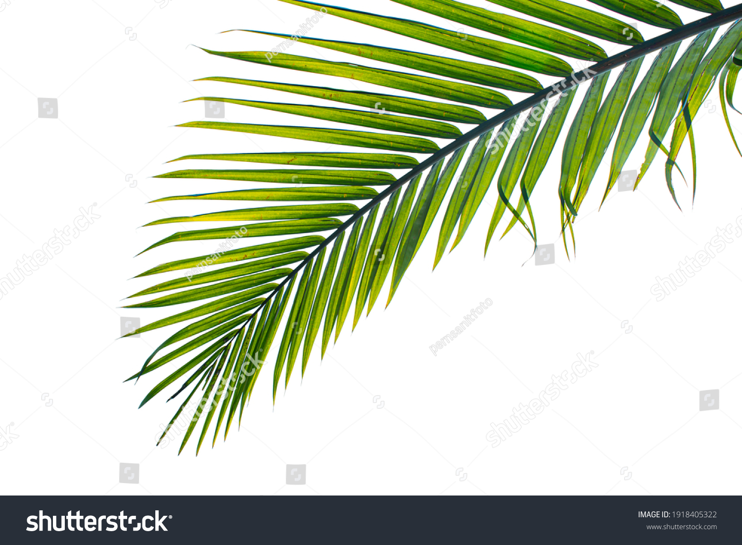 tropical palm leaf isolated on white background, clipping path included #1918405322