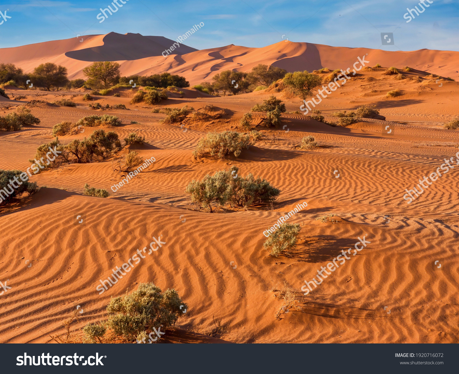The red, windswept sand of Sossusvlei in the Namib Desert, Namibia, where vegetation has adapted to survive the harsh conditions. The large sand dune known as Big Daddy, is in the background. #1920716072
