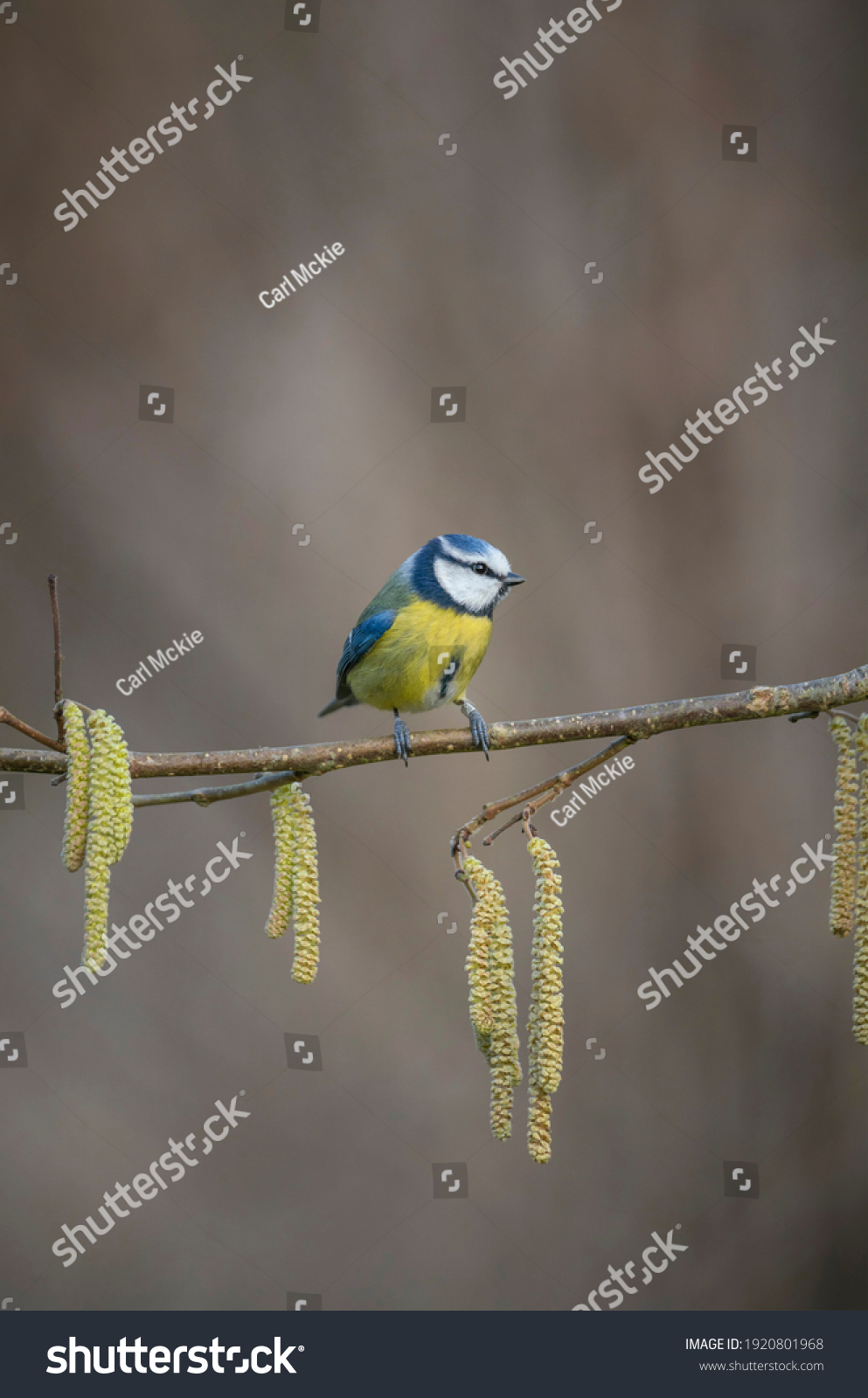 Blue tit, Cyanistes caeruleus,perched on catkins, late winter in an Oxfordshire woodland #1920801968