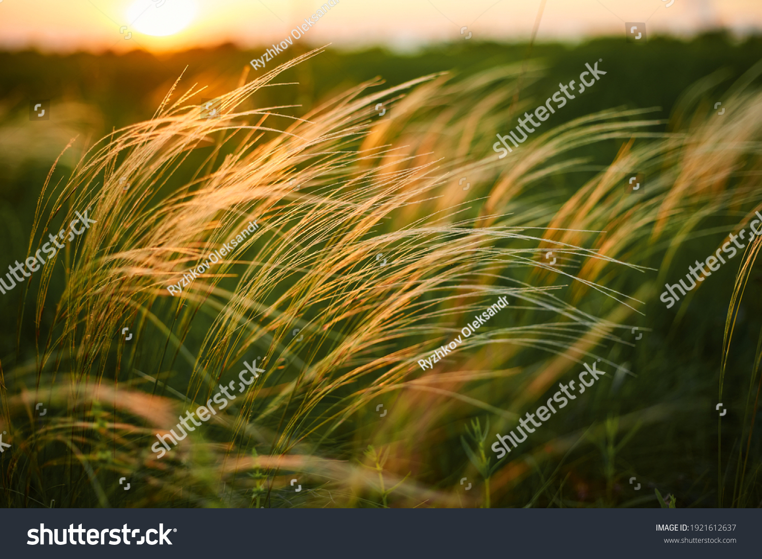Feather Grass or Needle Grass, Nassella tenuissima, forms already at the slightest breath of wind filigree pattern. #1921612637