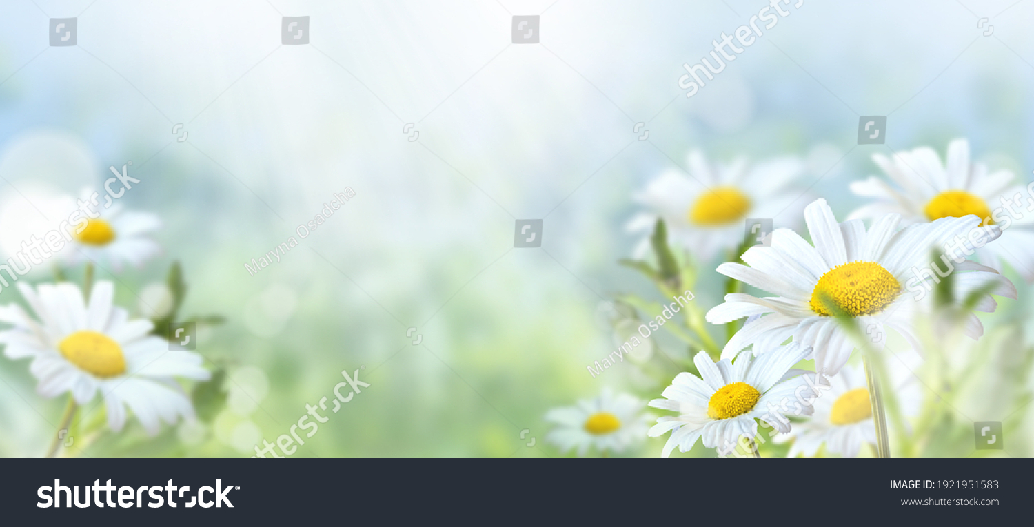 Green grass and chamomile in the meadow. Spring or summer nature scene with blooming white daisies in sun glare. Soft focus. #1921951583