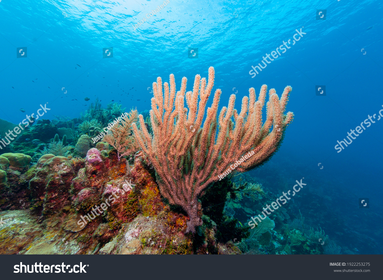 Gorgonian sea rod coral (Eunicea calyculata) Roatan, Honduras #1922253275