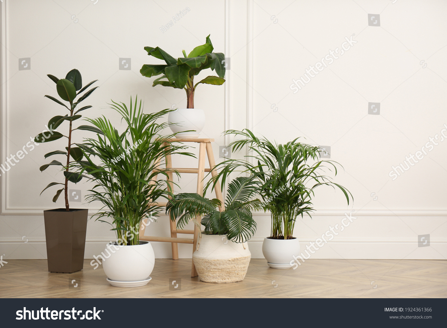 Different beautiful indoor plants in room. House decoration #1924361366