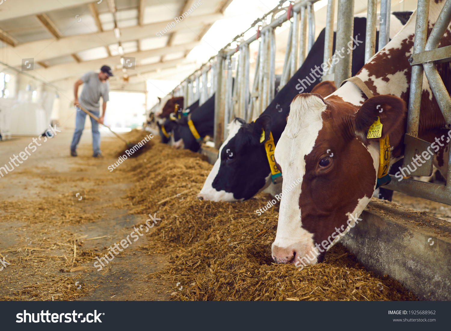 Healthy dairy cows feeding on fodder standing in row of stables in cattle farm barn with worker adding food for animals in blurred background. Concept of farming business and taking care of livestock #1925688962