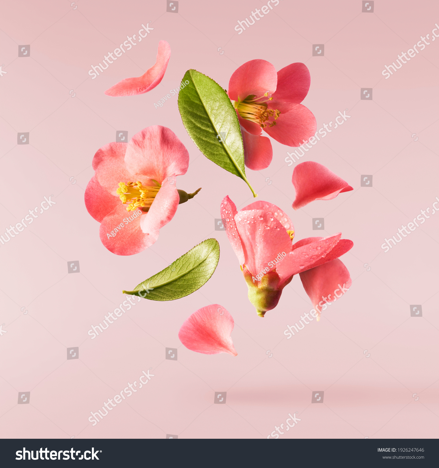 A beautiful image of sping pink flowers flying in the air on the pastel pink background. Levitation conception. Hugh resolution image #1926247646