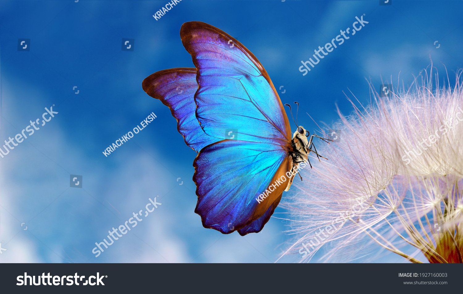 Natural pastel background. Morpho butterfly and dandelion. Seeds of a dandelion flower on a background of blue sky with clouds. Copy spaces #1927160003