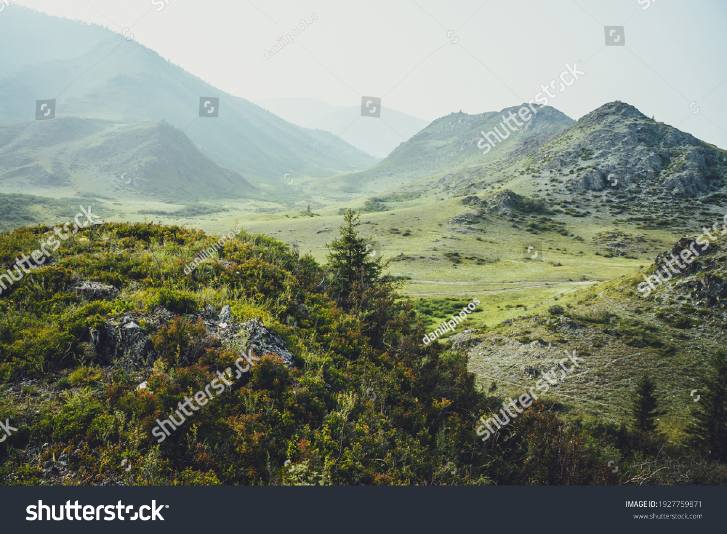Scenic alpine landscape with beautiful fir among thickets and wild vegetations on background of high mountains in mist. Atmospheric mountain scenery with coniferous tree among wild flora on rocks. #1927759871