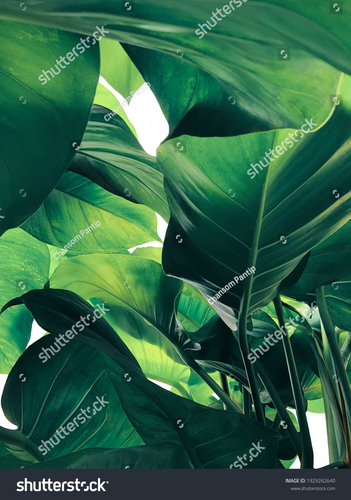Abstract tropical green leaves pattern on white background, lush foliage of giant golden pothos or Devil’s ivy (Epipremnum aureum) the tropic plant. #1929262640